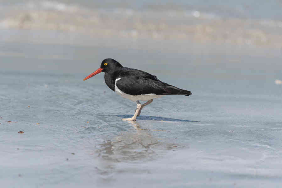 Pájaro Ostrero Austral - islas Falkland o Malvinas 02.jpg